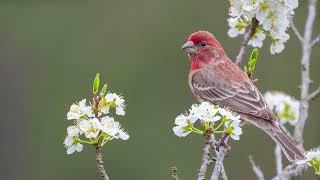 The song of the House Finch - Bird Sounds | 10 Hours