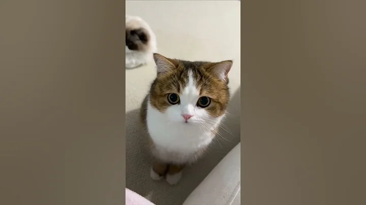 Watch the video about @meow_kingdom.1 #cat #catcute #catlover #kitten #cuteanimal #cute #pets #funny #kitty #cutecat