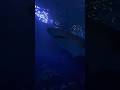 🎥 A Day at Ripley’s Aquarium Toronto! 🐠✨