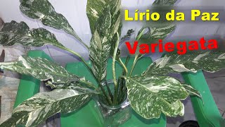 Planta Lírio da Paz Variegata como cuidar do lirio da paz variegata gosta  de sol ou sombra ? - thptnganamst.edu.vn