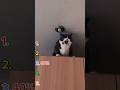 Top 5 Cat funny moments video Ranking