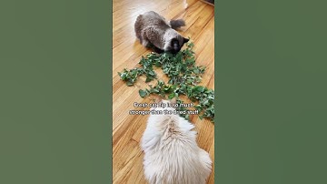 Grow catnip for your cats! #backyardgardening #catsofyoutube
