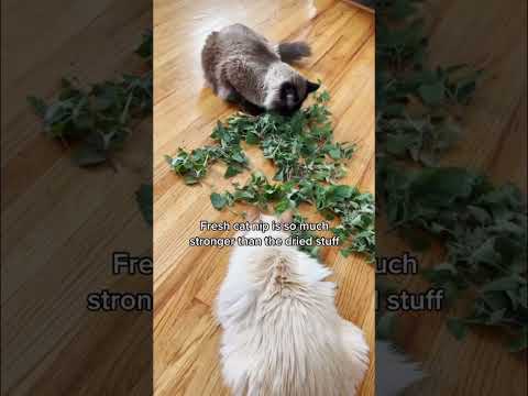 Video: Katten en kattenkruidplanten: trekt kattenkruid katten naar uw tuin