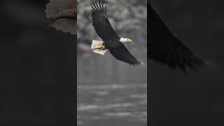 Bald Eagle In Flight With A Huge Fish  birds shorts baldeagle fishing viral wildlife