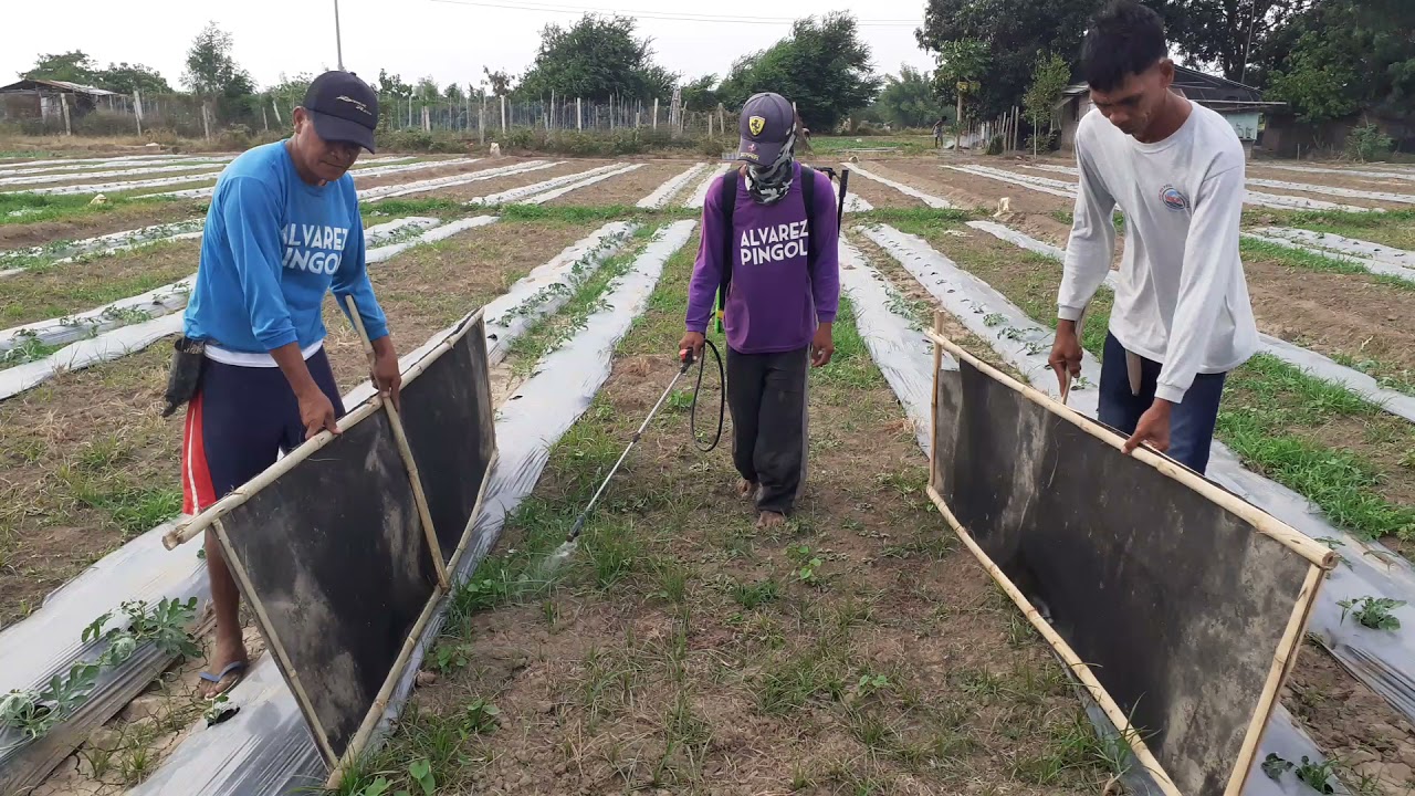 lifeline herbicide demo in sidewalk of watermelon (seminis); jardine product