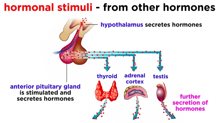 The Endocrine System - DayDayNews