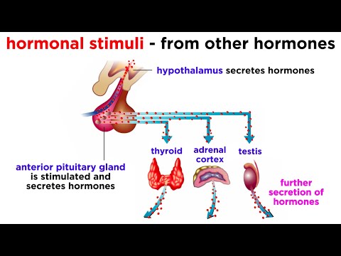 The Endocrine System