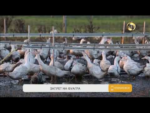 Французские производители фуа-гра лишились калифорнийского рынка
