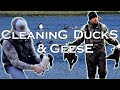 Wild Game Processing - EASY WAY to BREAST A DUCK GOOSE or BRANT! How to Skin a Duck Goose or Brant!