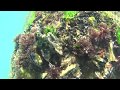 Подводный мир у разрушенного моста на Черном море в Цемесской бухте у Нептуна