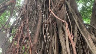 Aerial roots structure of Ficus species