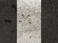 How Ants Build Cities Underground