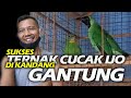 SUKSES TERNAK CUCAK IJO DISANGKAR GANTUNG, DENGAN SISTEM "KAWIN CERAI", KOK BISA?!