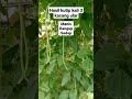 Hasil Kutip Kali 3 Kacang Panjang Ular Bertani Kualaterengganu Garden Howtogrow Hasil Kutip Kali 3 Kacang Panjang Ular Bertani Kualaterengganu Garden Howtogrow