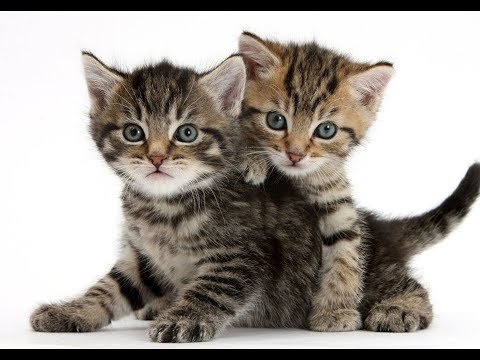 Fluffy Kittens - YouTube