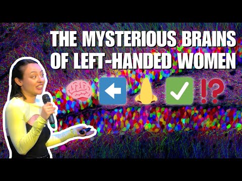 The Mysterious Brains of Left-Handed Women (Dr. Leslie Sibener, PhD)