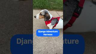 Dog Harness for Dachshunds ❤ DJANGO Adventure Harness