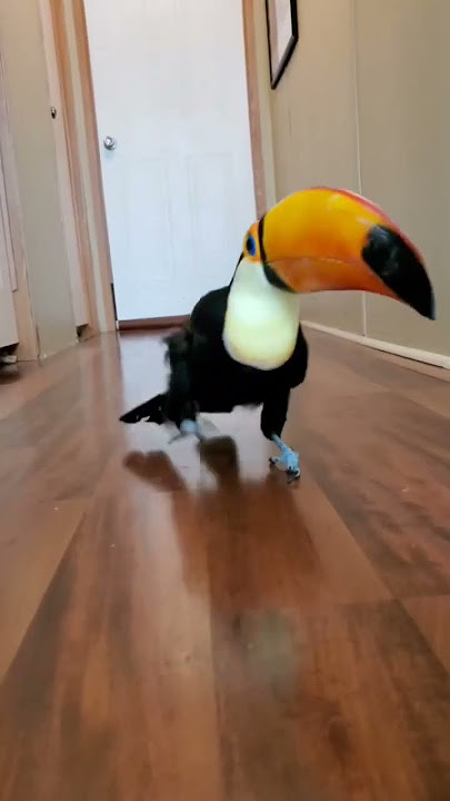 A good boi. #animals #birds #cats #funny #pets #shorts #shortsvideo #bird #dog