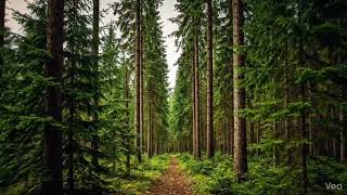 Fall Asleep in 5 minutes | In the evening forest | Relaxing Walk