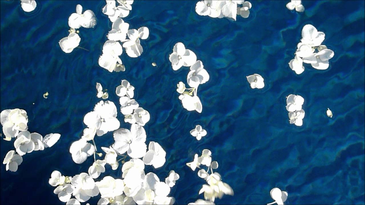 Falling Flowers YouTube