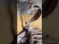 "Terrifying Cobra in Agitated Mood 🐍⚡" #wildlifevideo #snakelovers #cobra