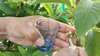 How to pollinate cherimoya