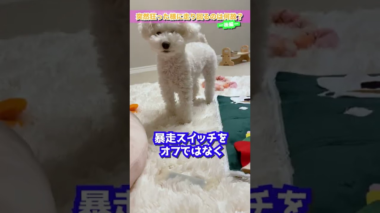 Q：犬が突然狂ったように走り回るのはなぜ？後編 Shorts YouTube