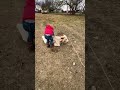 The calf is tired of getting chased! #viral #horse #smallranch #animalover #spottedcow #fyp #cowboy
