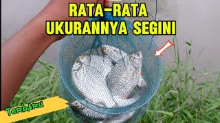 Mancing Ikan Tawes. Saya Kira Air Keruh Ikannya Tidak Makan, Ternyata