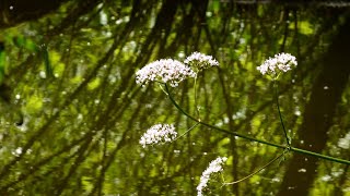 Beerenplaat en Wolvenpolder