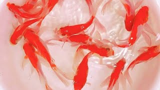 6 Cara Merawat Ikan Komet Agar Cepat Besar Dan Tambah Cantik - Si Ekor Panjang