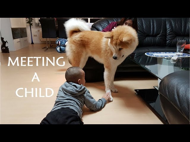 AKITA INU - Meeting A Child | 秋田犬 class=