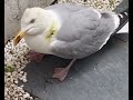 A seagull sick with suspected avian flu in Hove this week