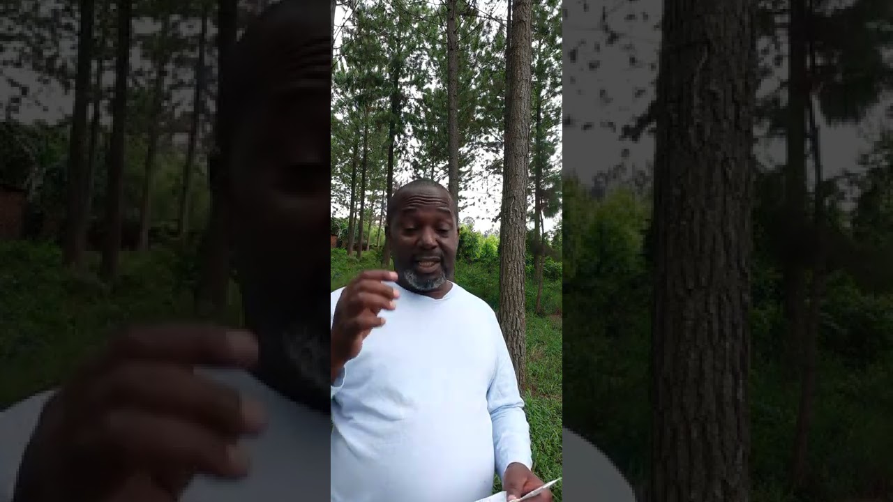 Pine tree growing in uganda.  planting part 1