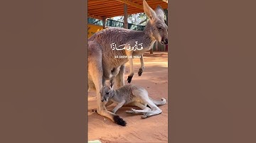 هذا خلق الله سورة لقمان - الآية 11 - القارئ#اسلام_صبحي ~🎧🤍