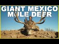 Biggest mule deer on earth