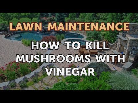 How to Kill Mushrooms With Vinegar