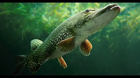 Pike fishing in the Netherlands