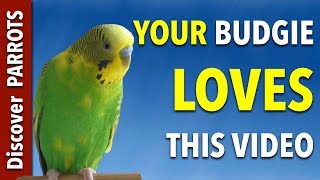 Your Budgie LOVES this Video | Discover PARROTS