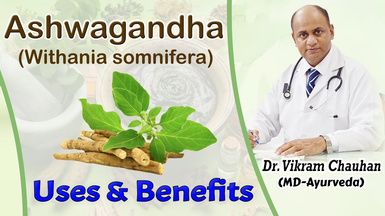 Uses and Benefits of Ashwagandha - Withania somnifera by Dr. Vikram ...
