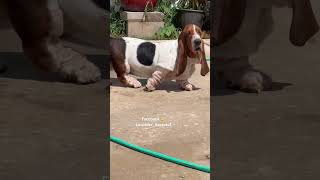 #basset #bassethounddog #bassethound #dog #hounddog #dogbreed #doglover #hound