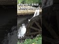 폭염속 시원한 물레방아, 봉평 이효석 문학관