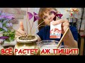 КОМНАТНЫЕ РАСТЕНИЯ будут расти, как на ДРОЖЖАХ! ДРОЖЖЕВАЯ подкормка для комнатных растений!