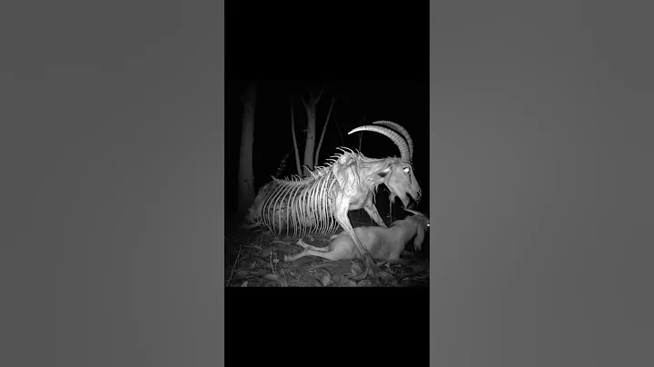 Rare and unidentified creatures captured on camera 😨😱 #animals #ytshorts #viralshort thumbnail