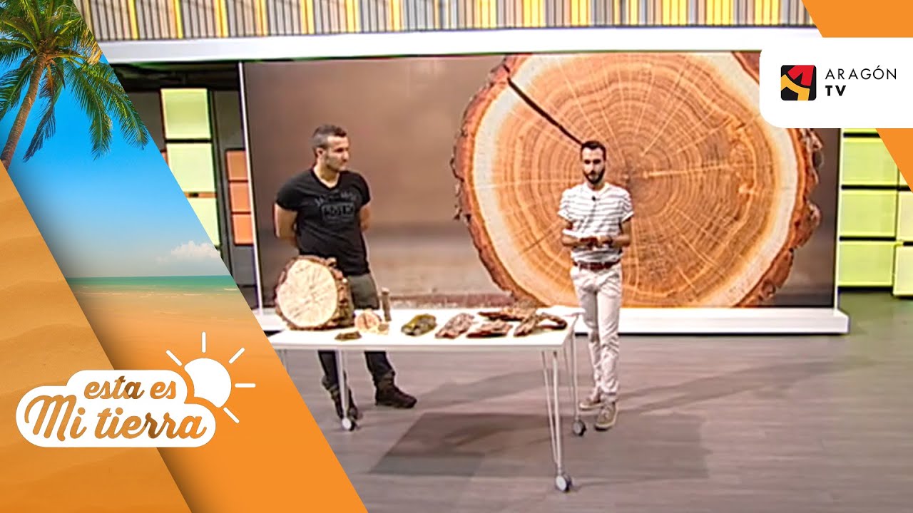 La corteza de los árboles