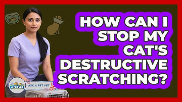 How Can I Stop My Cat