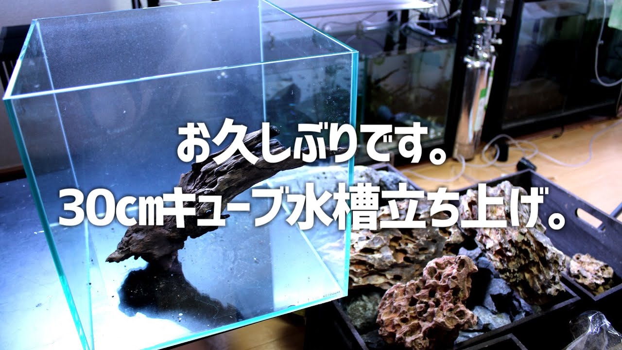 せ*い様 【引き取り限定】30㌢キューブガラス水槽 LEDライト付き 流木と岩の せ*い様 【引き取り限定】30㌢キューブガラス水槽 LEDライト付き 流木