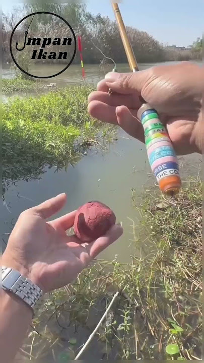 Jika kamu suka mancing ikan nila liar, pilih umpan favoritmu!