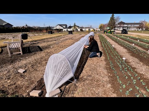 Planting Ranunculus & Setting Up (THE BEST) Low Caterpillar Tunnel! 🙌🌿😃 // Garden Answer