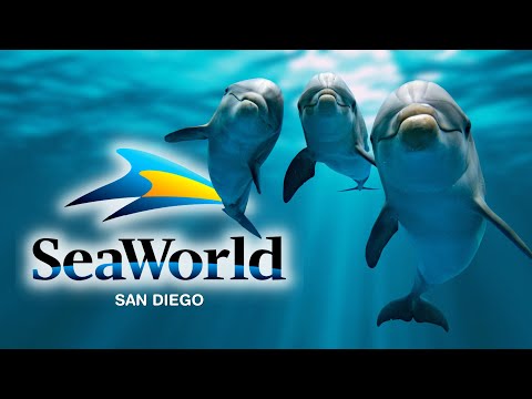 Video: Խորհուրդներ Սան Դիեգոյի Ապաստանի կղզի այցելելու համար